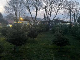 Weihnachtsbaumverkauf